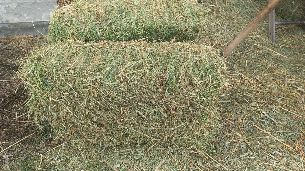 Жоңыршка 3 орым. 1500