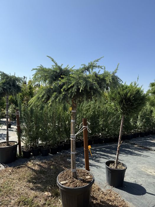 Plante pentru exterior