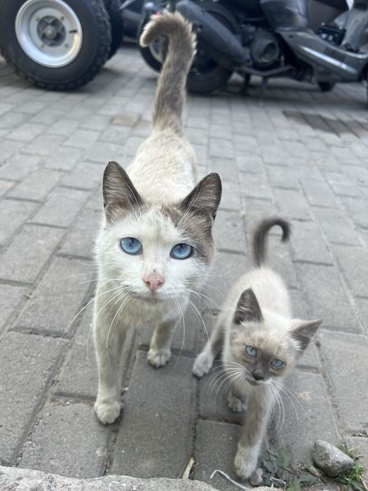 Котята в добрые руки