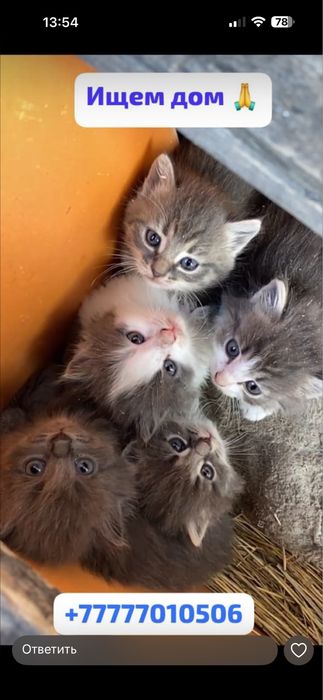 Котята в добрые руки