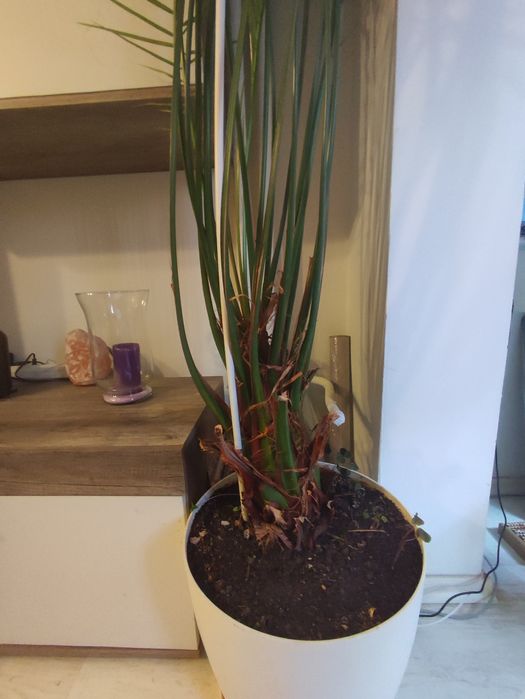 Финикова Палма    много голяма