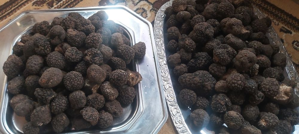 trufe trufle truf tartufi,delicatese rafinate,