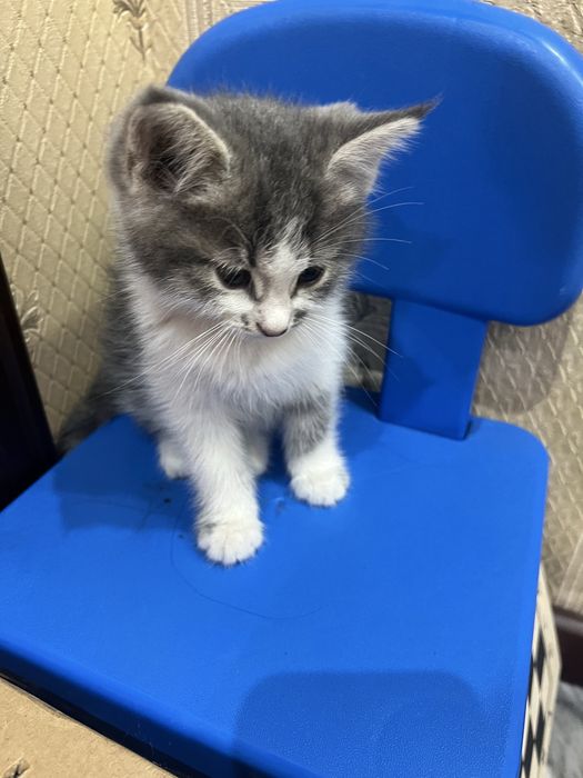 котенок, Норвежская лесная кошка
