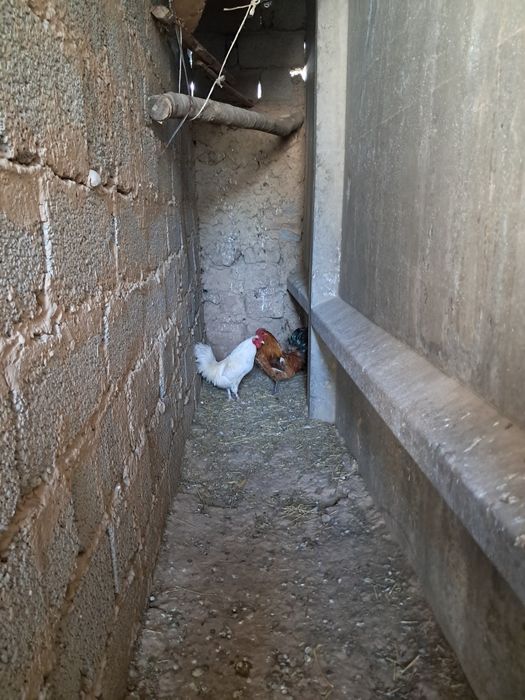 Японский қораздар сатылады