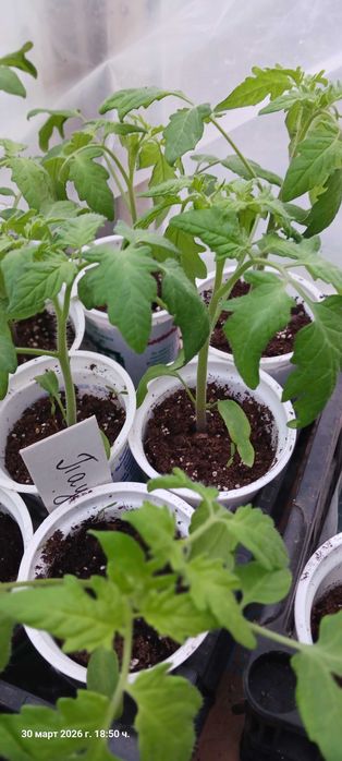 Разсад домати и краставици