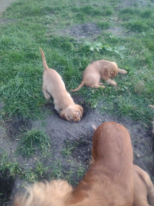 Кокер шпаньол, американски