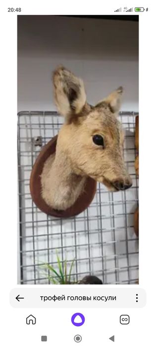 Продам трофей на подарок