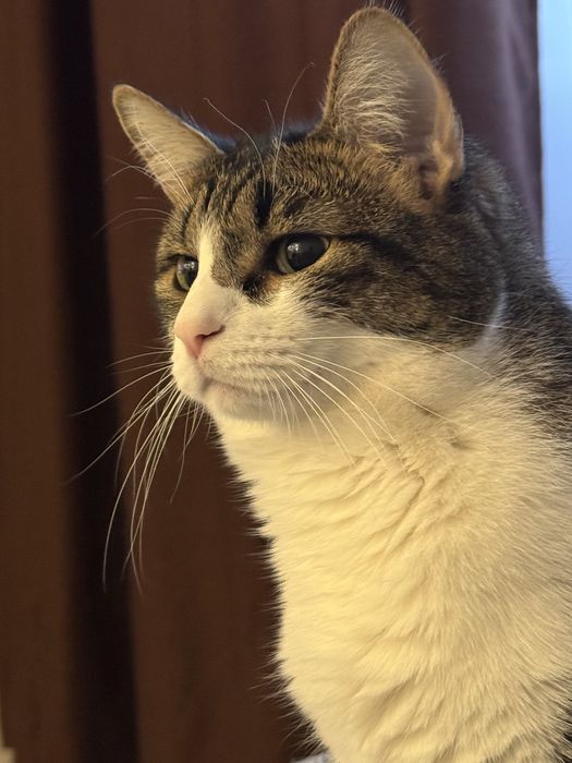 Отдам в хорошие, добрые  руки ,