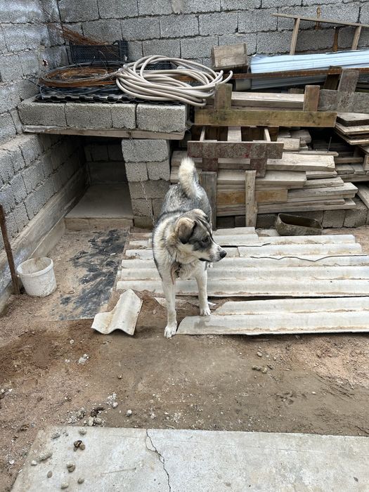 1 жаска толмаган ит тегин беремиз