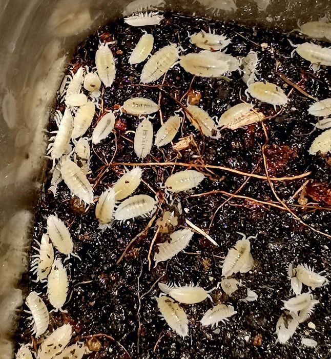 Мокрицы белые тропические