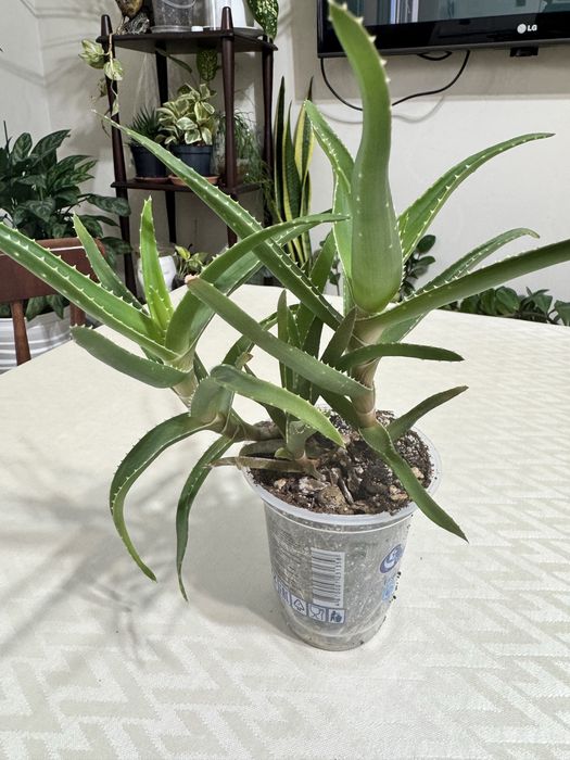Алоэ вера (Aloe vera)