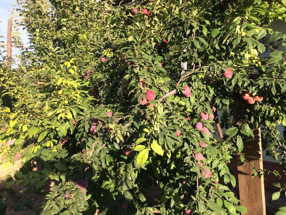 аренда дома коттеджа