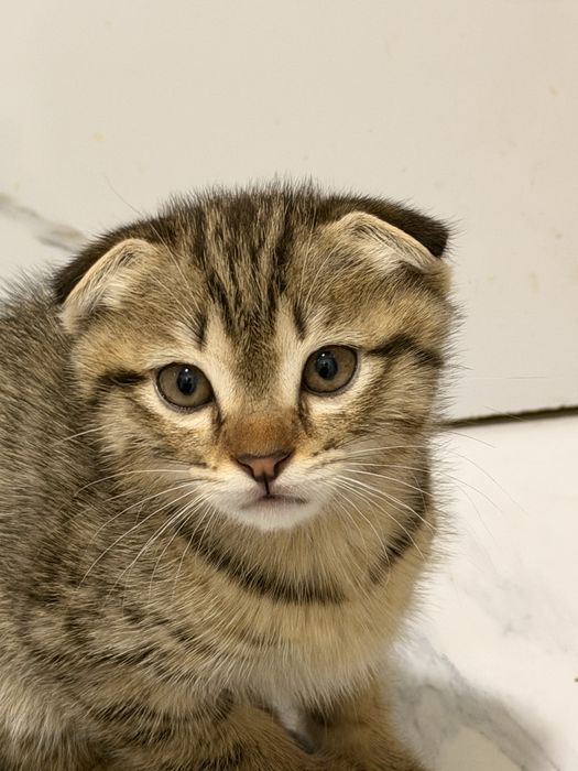Продается Шотландская Вислоухая Кошка
