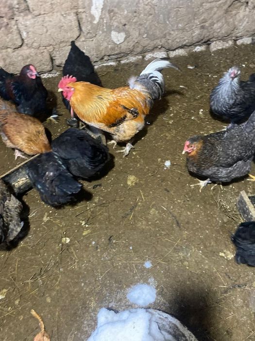 Продам  Петухов 2025 года!!