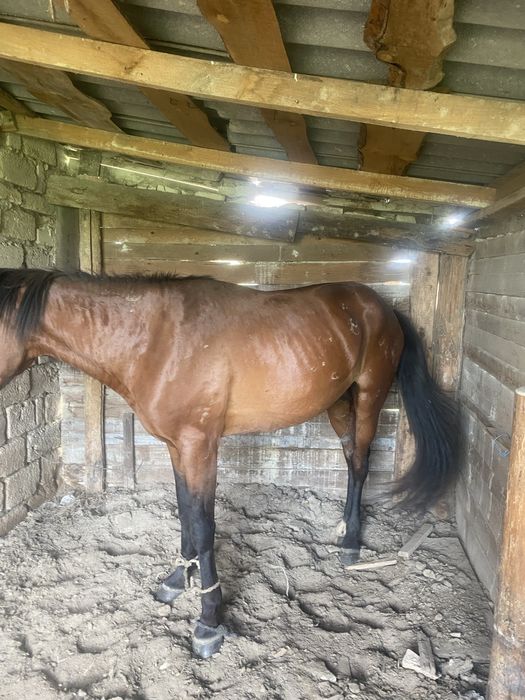 Айғыр 5 жасар  мінгі біледі