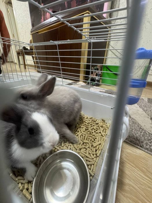 quyon zoti karlikiviy qafasi bilan sotiladi