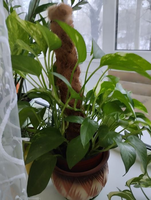 Цветы разные, комнатные цветы