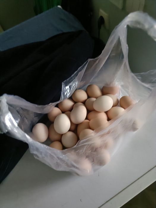 Амрокс тауықтары сатылады