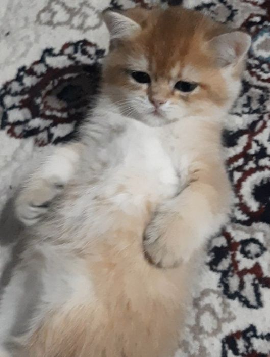 девочка золотая шиншилла bri ny11