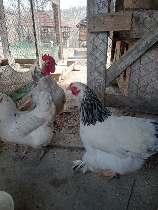 Găini Brahma Columbia și HD