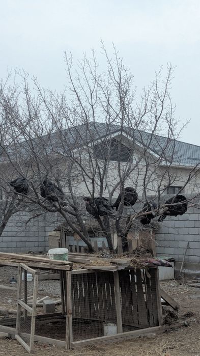 Қолдың түйетауығы