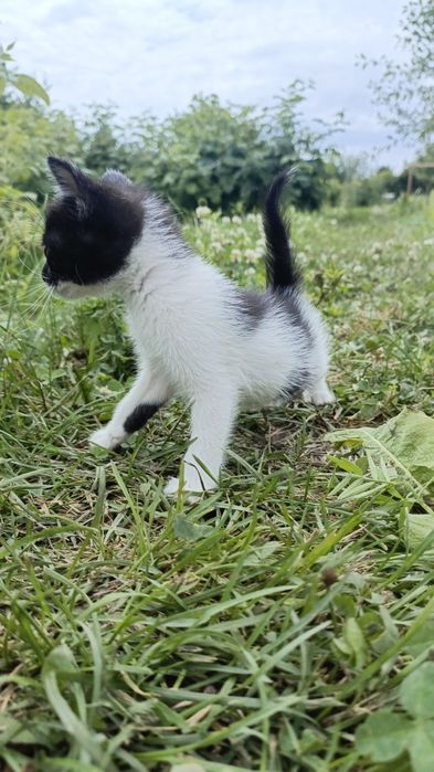 Домашние котята.