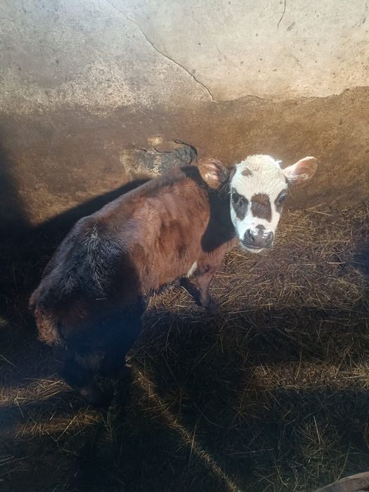 Продаю две телочки