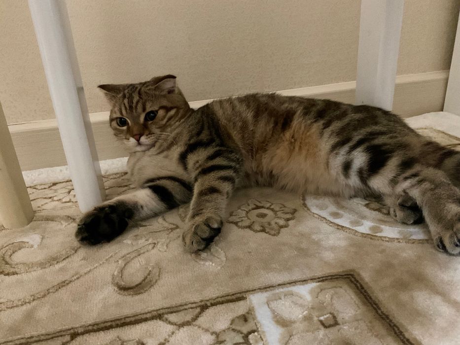 Бесплатно отдам кота