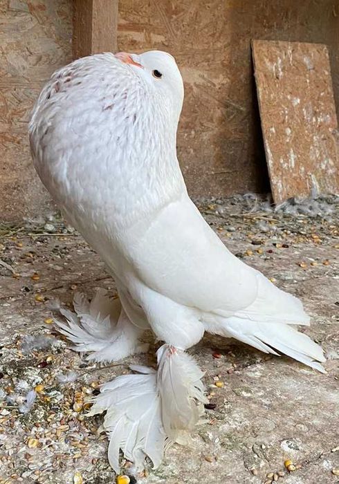 Porumbel Gusat de Pomerania mascul