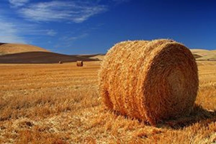 Солома ячмённая.