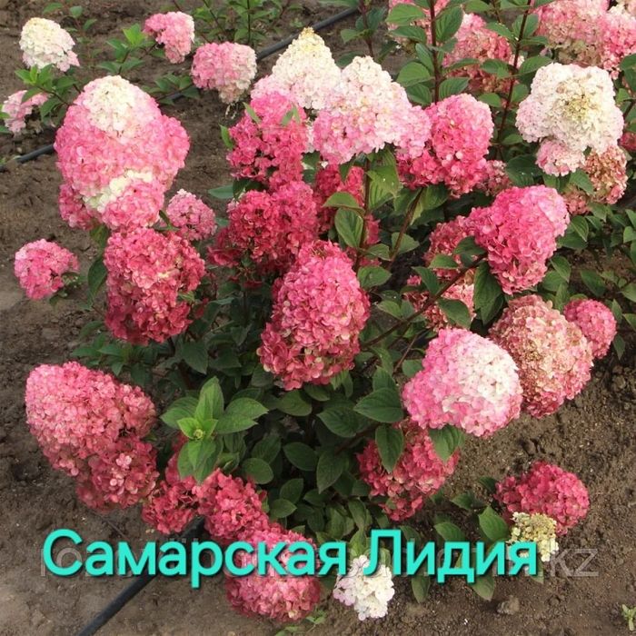 Саженцы гортензии