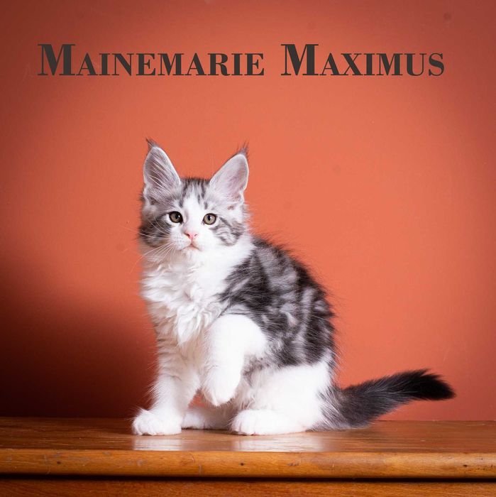 Роскошные котята мейн кун из питомника Mainemarie