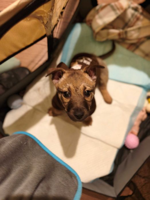 Cățelușa spre adopție