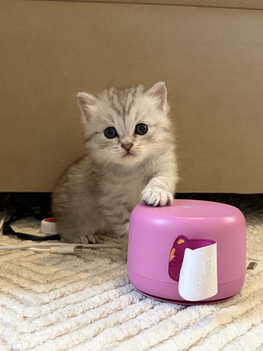 котята скоттиш страйт