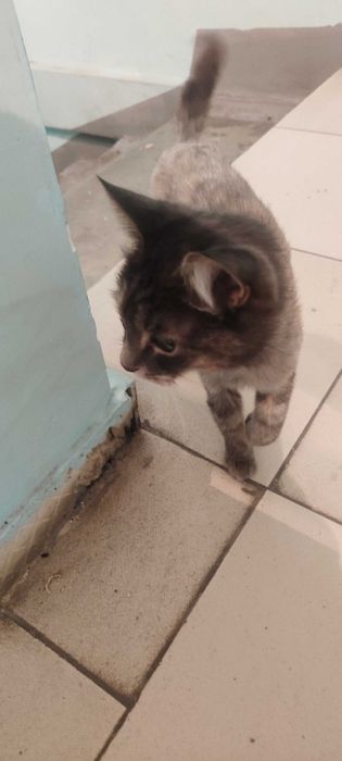 Стриженная кошка