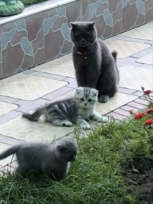 Котята шотландской вислоухой