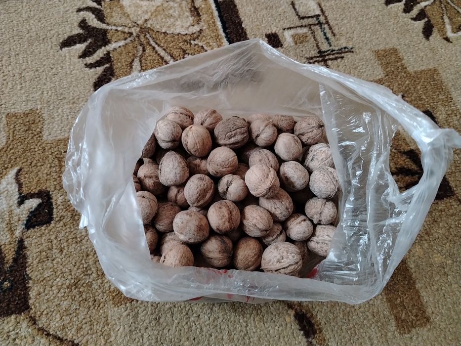 Грецкий орех домашний