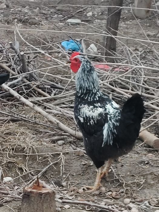 Петухи . 3 шт бар