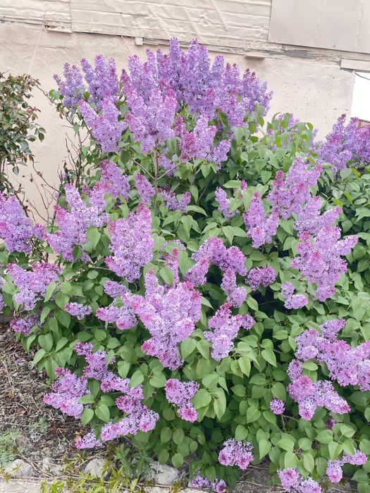 Сирень свежая прямо с куста