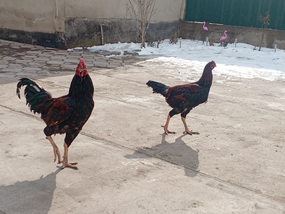 Даканы молоденькие