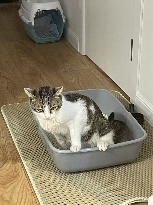 Подарите дом особенному котику