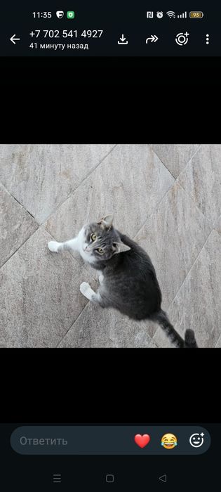 Котёнок в добрые руки