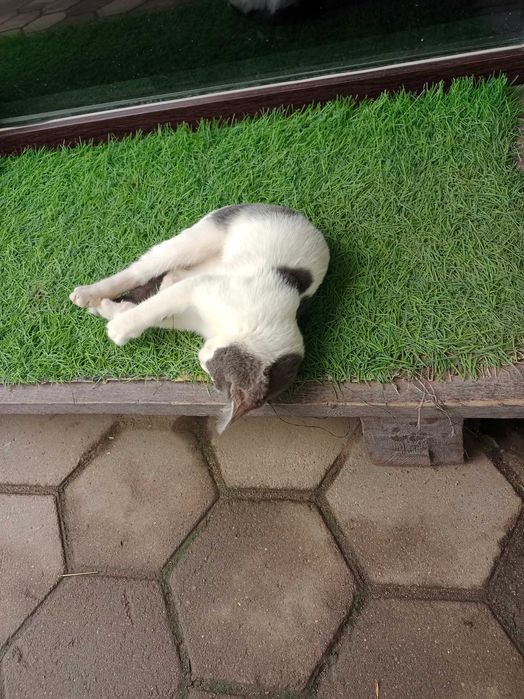 Котик ждёт хозяина