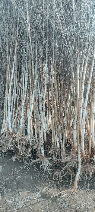 Puieți de mesteacăn