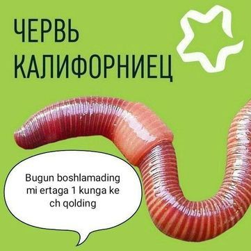 Чувалчанг сотилади 200   1та банан каробкаси