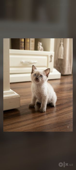Котята сиамские домашние