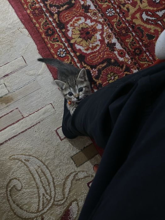 Mushuk bolasi parodiyali