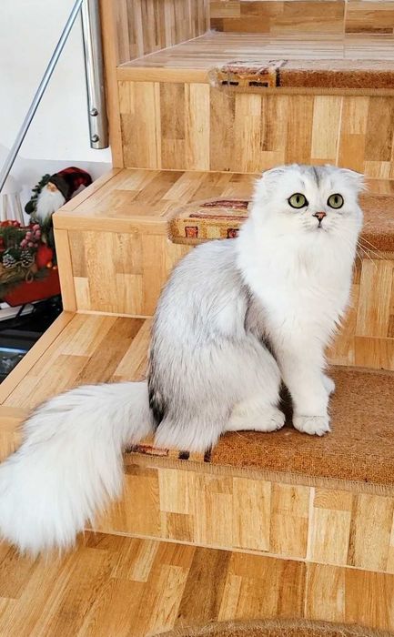 Fetiță Scottish Fold Longhair – pedigree