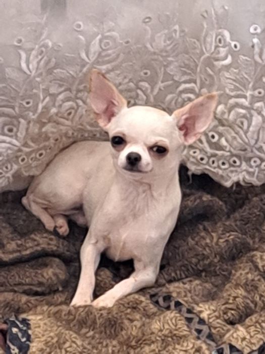 Вязка мини Чихуахуа