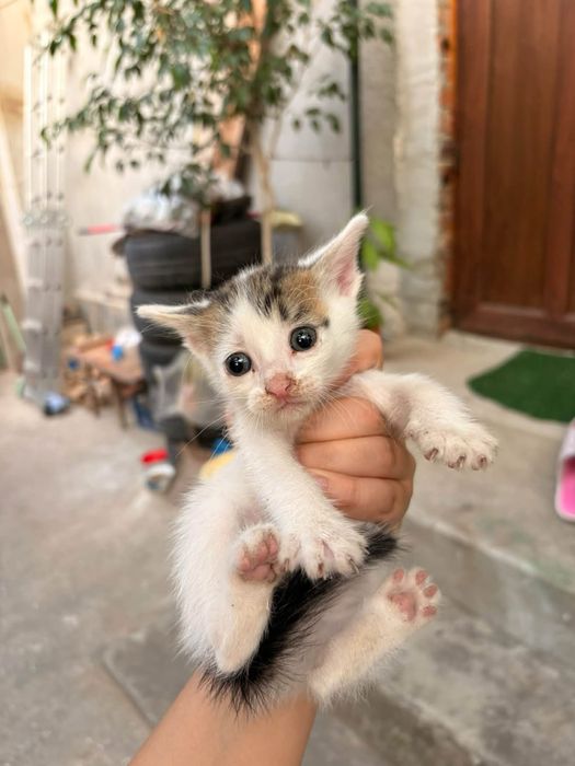 Котенца на 2 месеца търсят дом в Русе